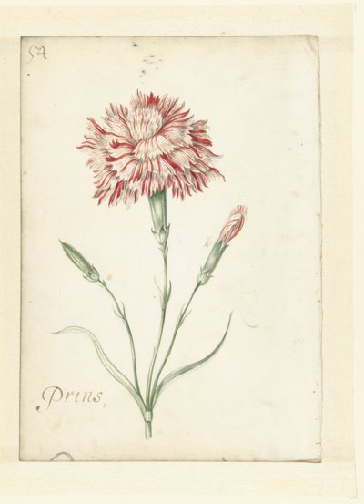 Nejlika av Jacob Marrel (possibly)