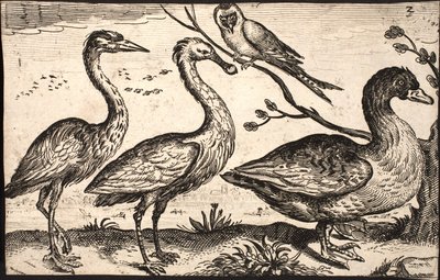 Häger, skedstork, fågel och gås av Jacob Matham