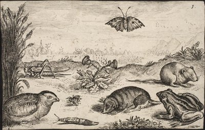 Små djur och insekter: Gräshoppa, fjäril, åkersork, rapphöna, bi, snigel, mullvad och groda. av Jacob Matham