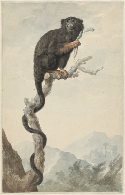 En Red-handed Tamarin av Jacob Perkois