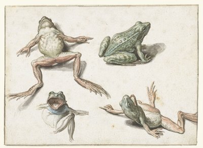 Fyra studier av en groda av Jacob de Gheyn (II)