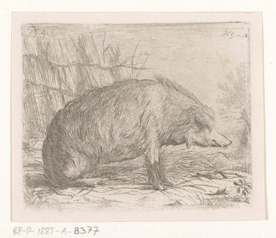 Sittande vildsvin av Jacobus Cornelis Gaal