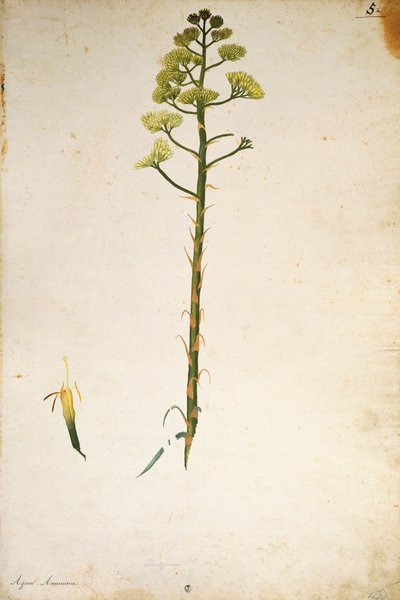 Århundradets växtblomma (Agave americana) av Jacopo Ligozzi av Jacopo Ligozzi