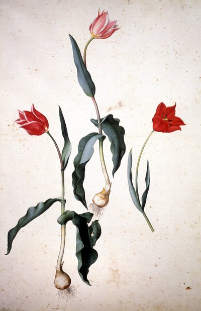 Herbarium: Tolipa Gesaeriana av Jacopo Ligozzi