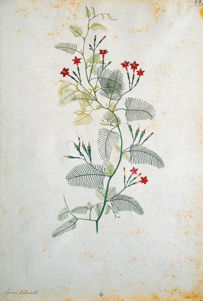 Italien, Quamoclit pennata (cypressvinstock), mexikansk växt, av Jacopo Ligozzi (1547-1627) av Jacopo Ligozzi