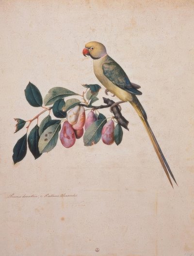 Prunus domesticus, från Alexanders papegoja av Jacopo Ligozzi