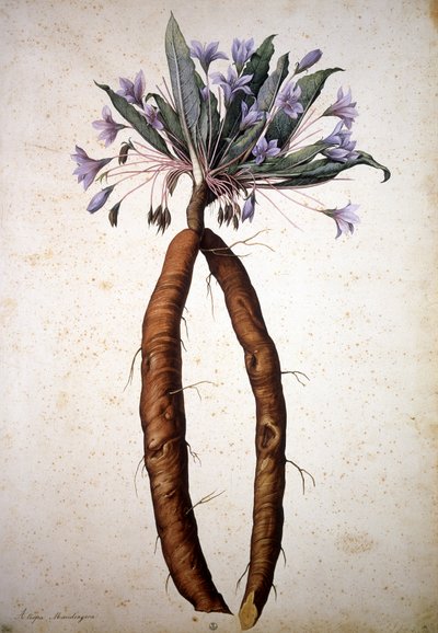 Okänd bild av Jacopo Ligozzi