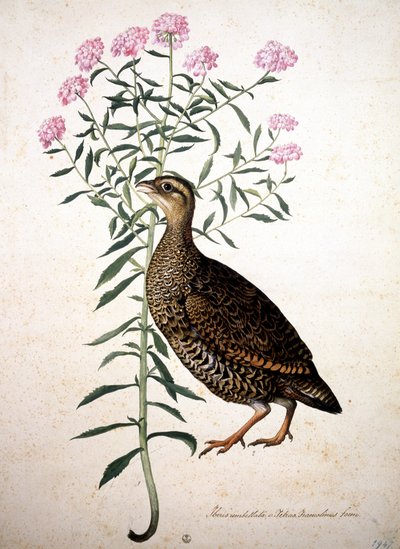 Okänd bild av Jacopo Ligozzi