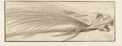 Flygande fisk av Jacopo Ligozzi