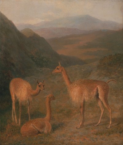 Vicunas av Jacques-Laurent Agasse