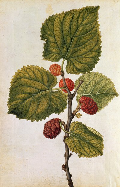  av Jacques (1533-88) Le Moyne