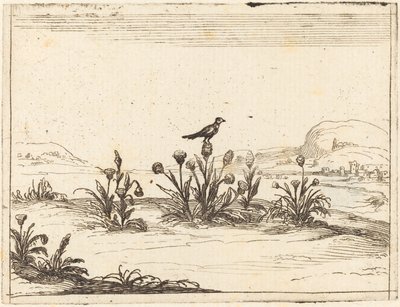 Fågel uppflugen i en tistel av Jacques Callot