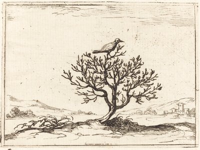 Näktergal i en buske av Jacques Callot