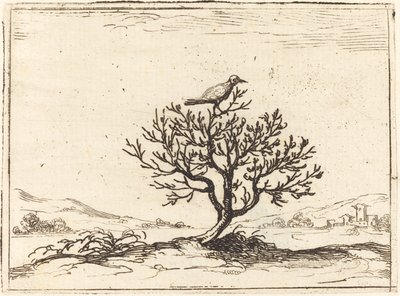 Näktergal i en buske av Jacques Callot