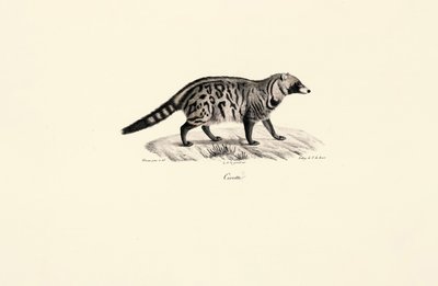 Afrikansk civet (Civettictis civetta) av Jacques Christophe Werner
