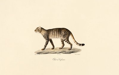 Afrikansk vildkatt av Jacques Christophe Werner