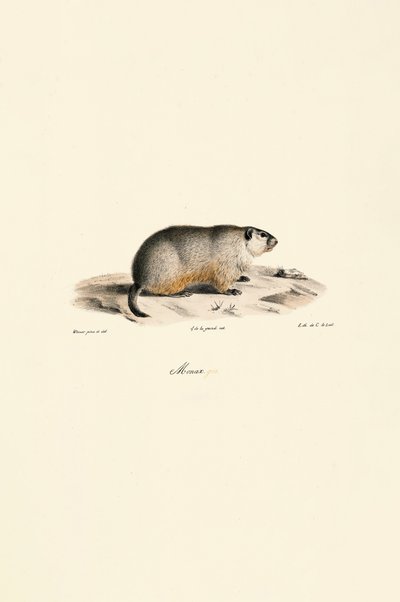 Alpine Marmot (Monax-variant) av Jacques Christophe Werner