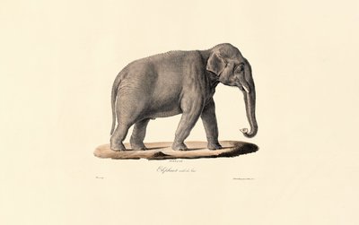 Asiatisk elefant av Jacques Christophe Werner