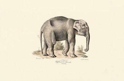 Asiatisk elefant av Jacques Christophe Werner