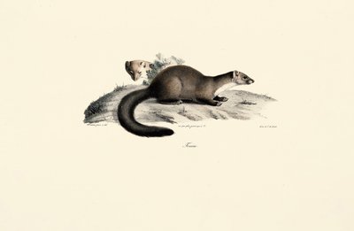 Bok Mård av Jacques Christophe Werner