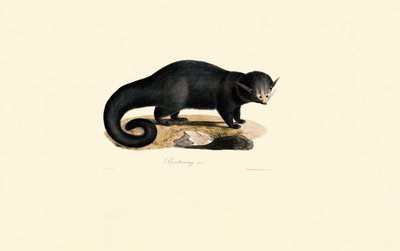 Binturong (Arctictis binturong) av Jacques Christophe Werner