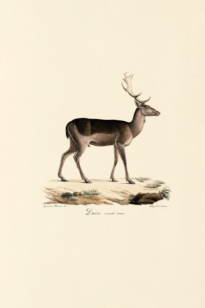 Svart dovhjort Variant av Jacques Christophe Werner