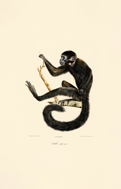 Svart spindelapa (hane) av Jacques Christophe Werner