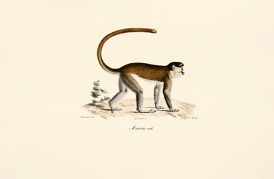 Blå apa (Cercopithecus mitis) av Jacques Christophe Werner