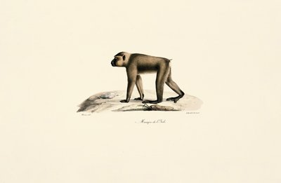 Macaque hatt av Jacques Christophe Werner