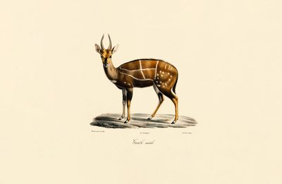 Bushbuck (hane) av Jacques Christophe Werner