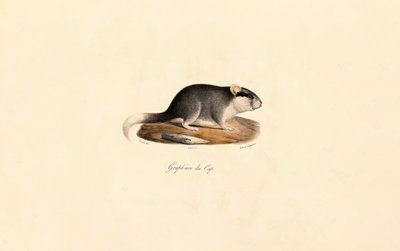 Cape Dormouse av Jacques Christophe Werner