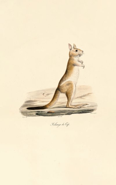 Cape Hoppande Hare av Jacques Christophe Werner