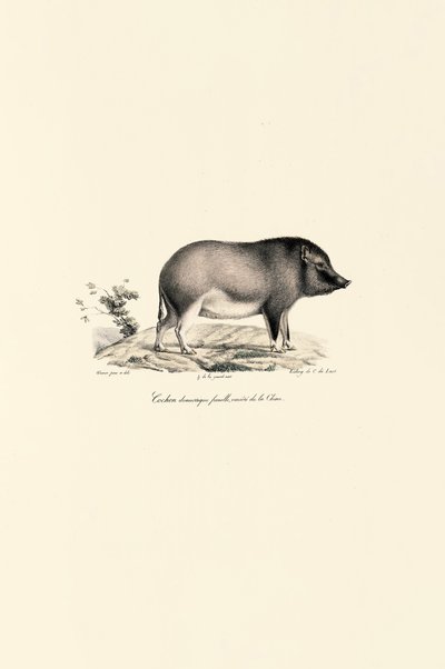 Kinesisk tamgris av Jacques Christophe Werner
