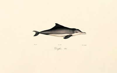 Vanlig delfin (Delphinus delphis) av Jacques Christophe Werner