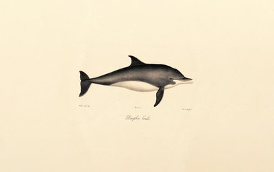 Vanlig delfin (Delphinus delphis) av Jacques Christophe Werner