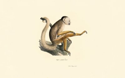 Vanlig ekorre Apa av Jacques Christophe Werner