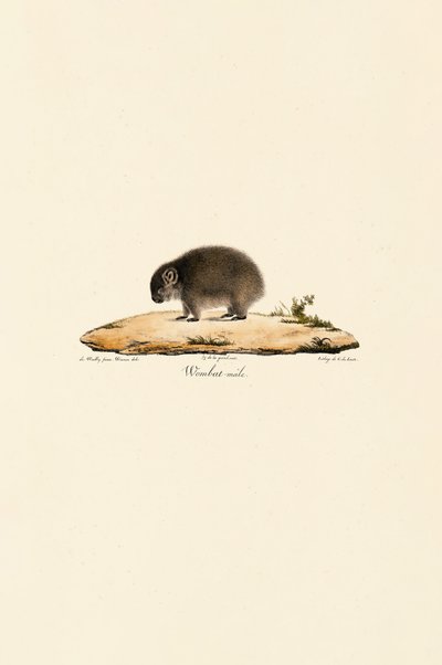 Vanlig wombat (hane) av Jacques Christophe Werner