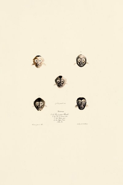 Jämförelse av ansikten hos olika aparter av Jacques Christophe Werner