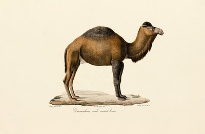 Dromedarkamel, brun sort av Jacques Christophe Werner
