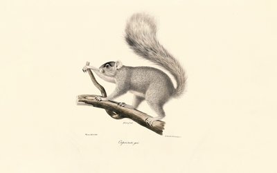 Östlig grå ekorre av Jacques Christophe Werner