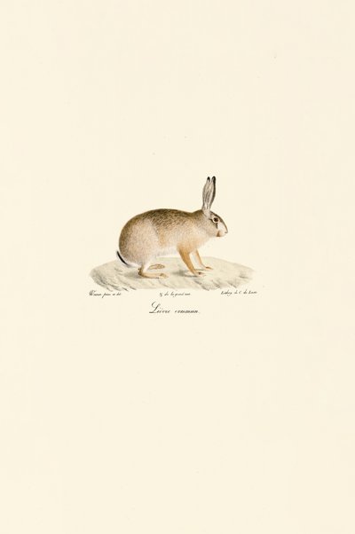 Europeisk hare av Jacques Christophe Werner