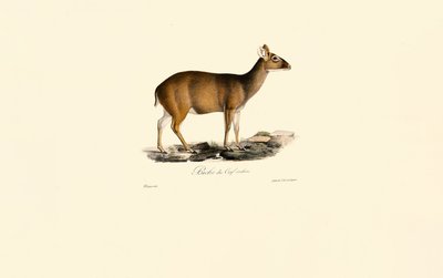 Hona Indian Muntjac (Hjort Hind) av Jacques Christophe Werner