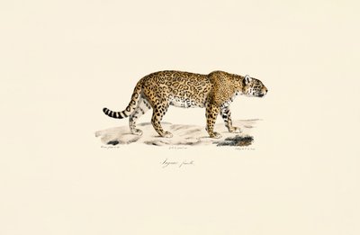 Jaguar kvinna av Jacques Christophe Werner