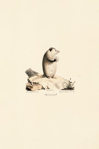 Hona Virginia Opossum av Jacques Christophe Werner