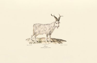 Fyrhornad inhemsk get av Jacques Christophe Werner