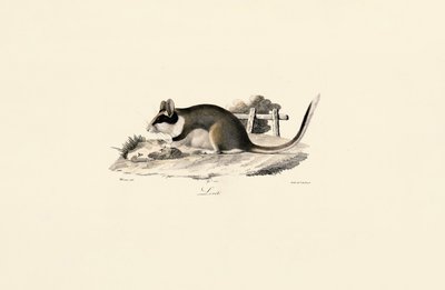 Trädgårdsormhus av Jacques Christophe Werner