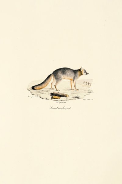 Grå räv hane (Urocyon cinereoargenteus) av Jacques Christophe Werner