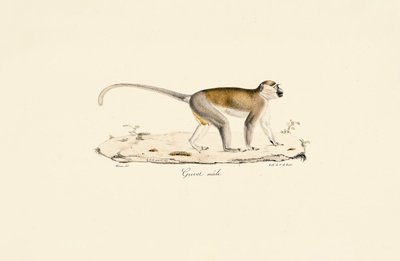 Green Monkey (man) av Jacques Christophe Werner