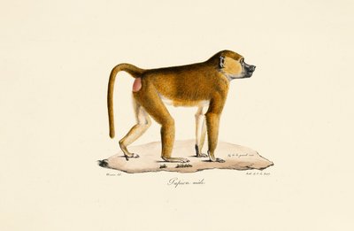  av Jacques Christophe Werner