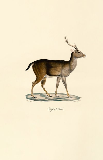 Javan Rusa av Jacques Christophe Werner